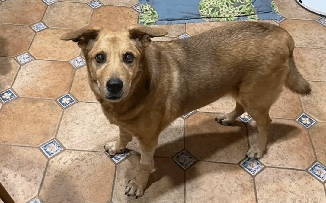 Taipei is not pet friendly | Ian Su – Grade 8